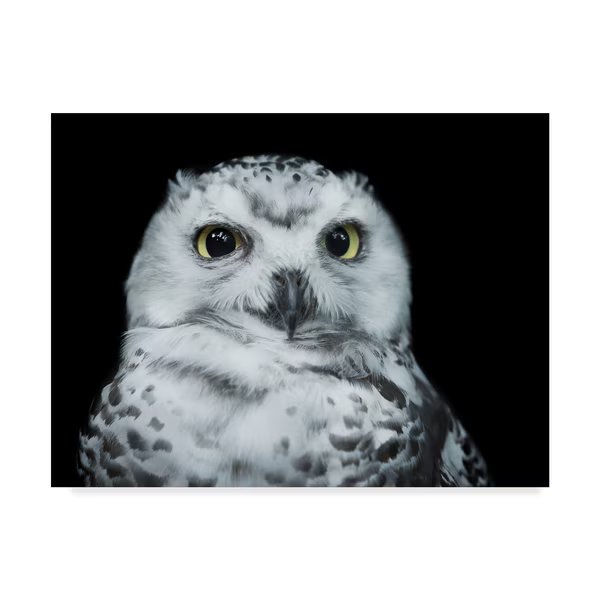 David Williams 'Young White Owl' Canvas Art, 18x24, Trademark Fine Art, Mfr#: 1X08146-C1824GG